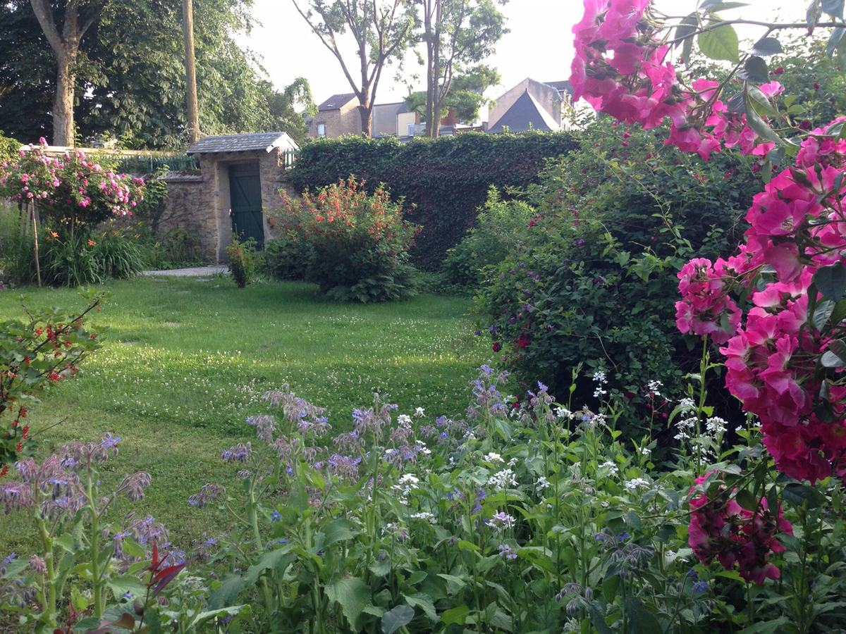 Le jardin en juin : pelouse, massifs de bourrache et rosier rose grimpant devant le mur de pierre.